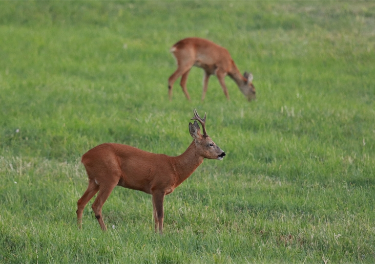 rhoen-rehe_0136_20181218_1656099274