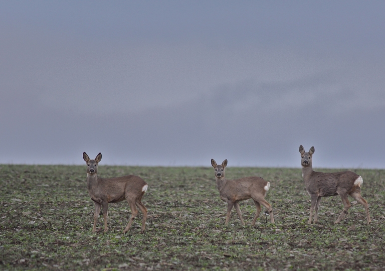 rhoen-rehe_0364_20181218_1927680041