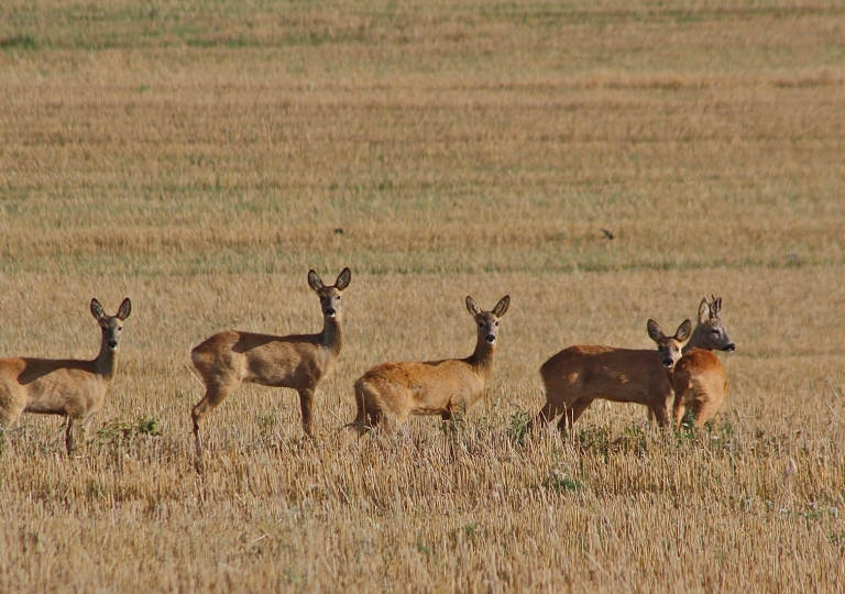 rhoen-rehe_0529_20181218_2028522524