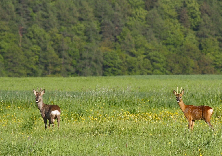 rhoen-rehe_0565_20181218_1737127628