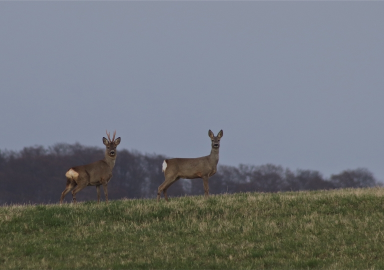 rhoen-rehe_1227_20181218_2030539393