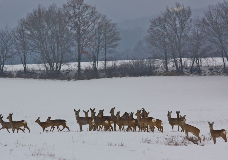 rhoen-rehe_2158_20181218_1220433424