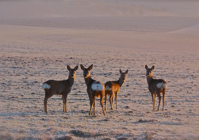 rhoen-rehe_3136_20181218_1377257039