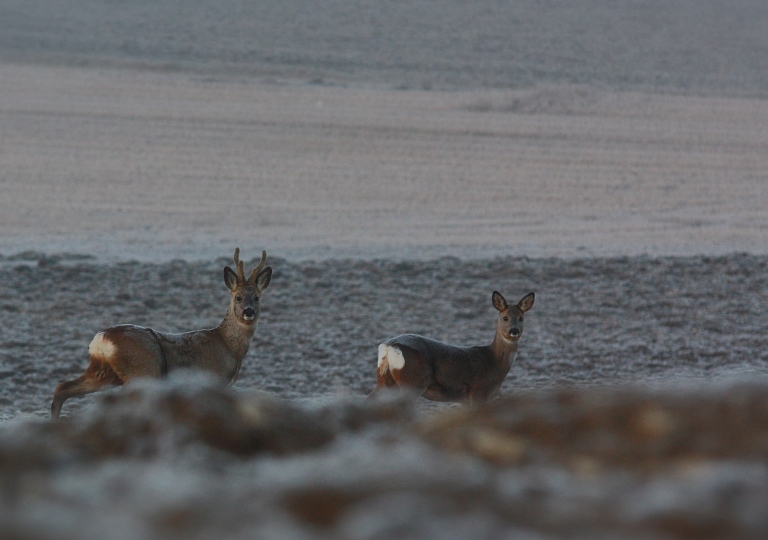 rhoen-rehe_3152_20181218_1670469220