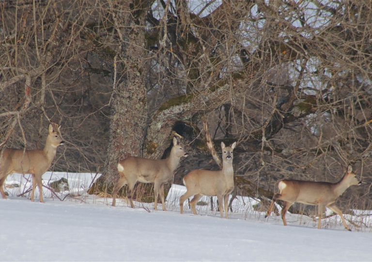 rhoen-rehe_4965_20181218_2027876714