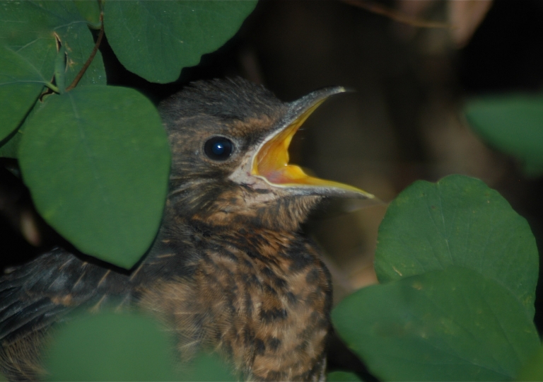 rhoen-amsel_0035_20190108_1096364614