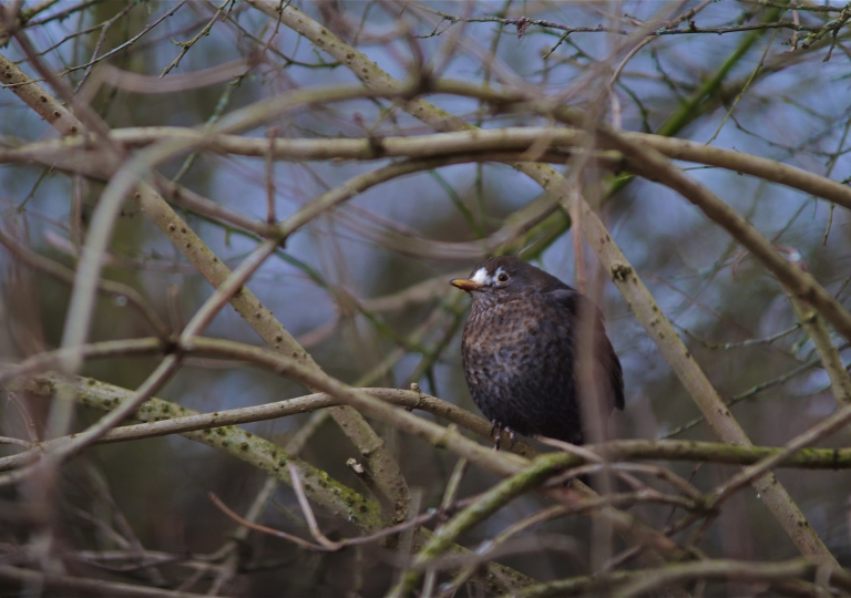 rhoen-amsel_1327_20190108_1139174725