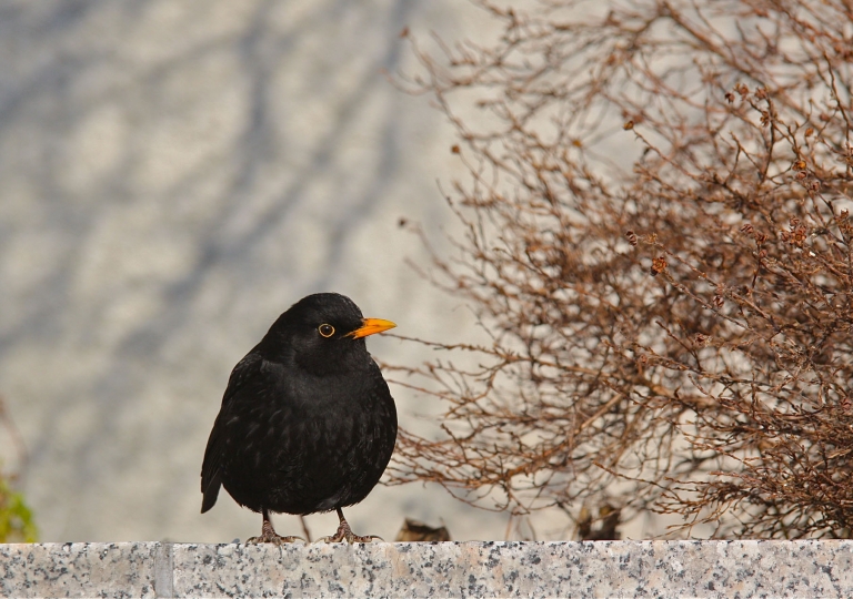 rhoen-amsel_2223_20190108_1505957410