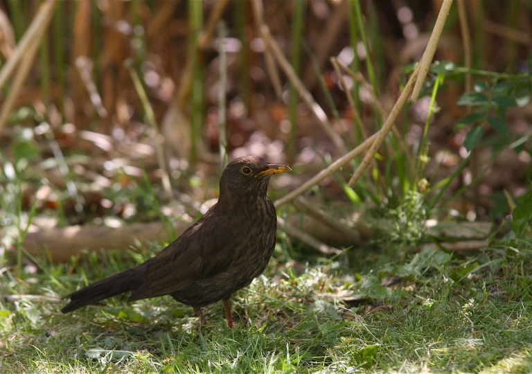 rhoen-amsel_6654_20190108_1315300401