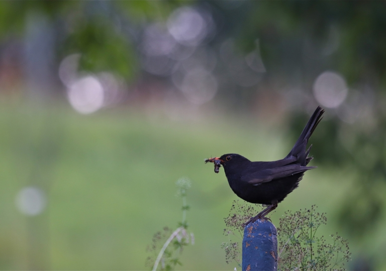 rhoen-amsel_6807_20190108_1667124060