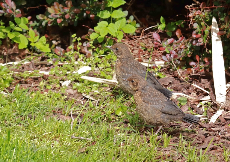 Rhoen-Amsel_5659_1