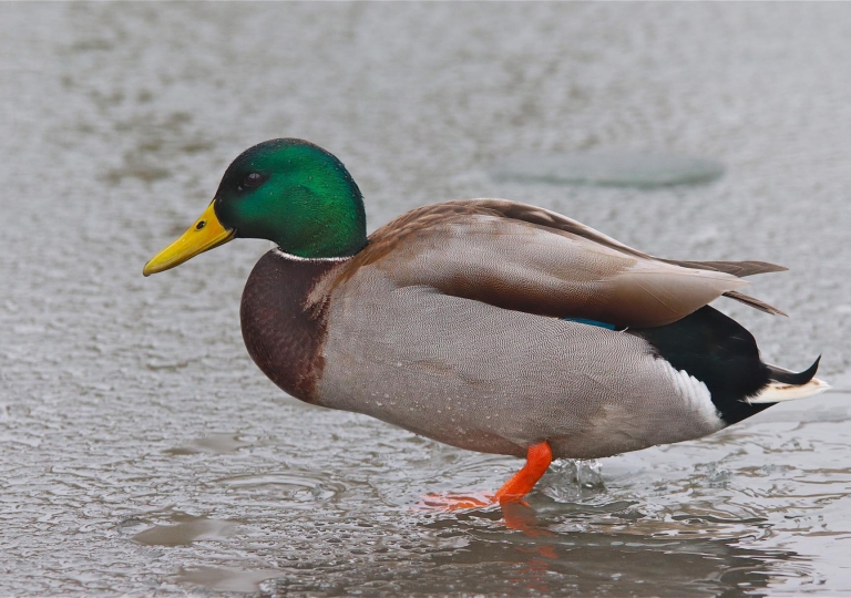 Enten