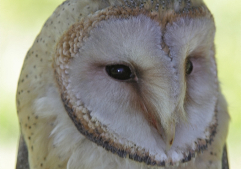 Rhoen-Schleiereule 7336_1