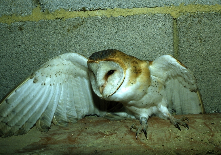 Rhoen-Schleiereule JH (10)_1