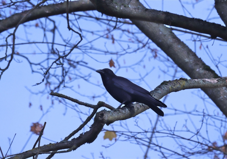 rhoen-rabenkrahe_4576_20190109_1379610888