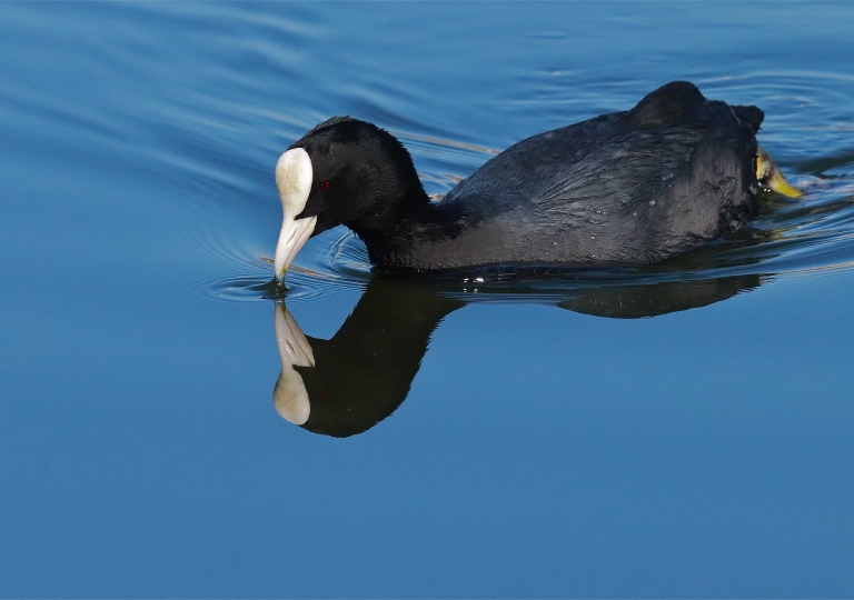 Rhoen-Bläßhuhn_1481_1