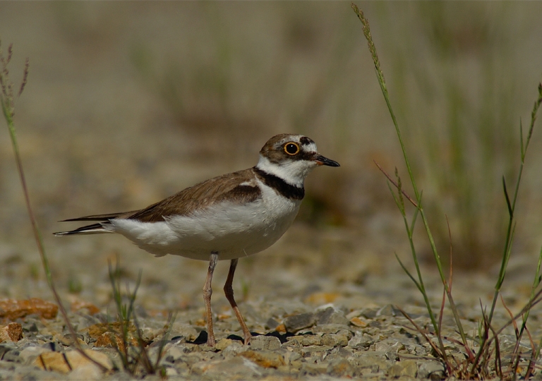 Galerie Kategorie Regenpfeifer