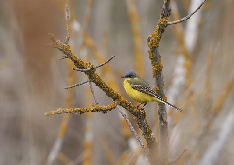 Nordische Schafstelze (Motacilla flava thunbergi) 0698_1