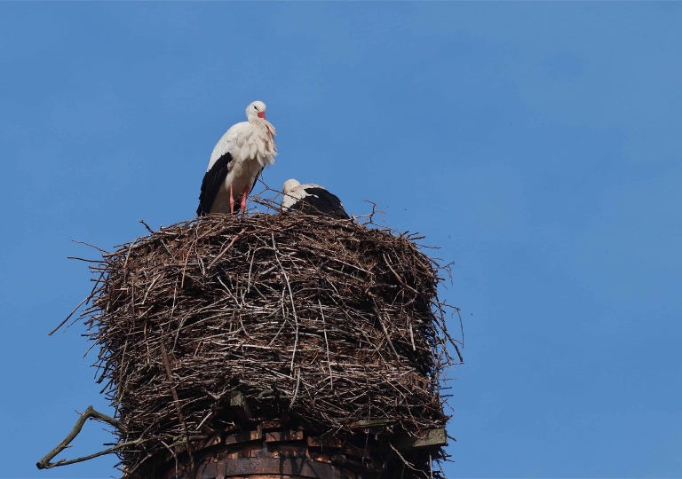 Breitungen-Weißstorch_2055_1