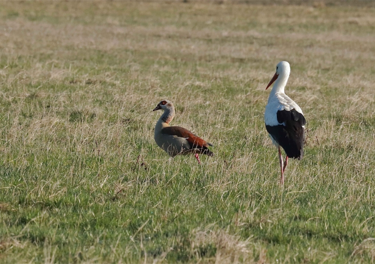 Rhoen-Weißstorch-Nilgans_1287_1