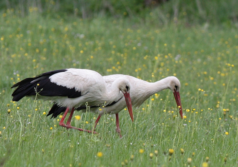 Weißstorch