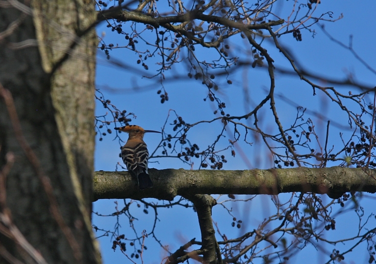 rhoen-wiedehopf_7459_20190110_1021033427