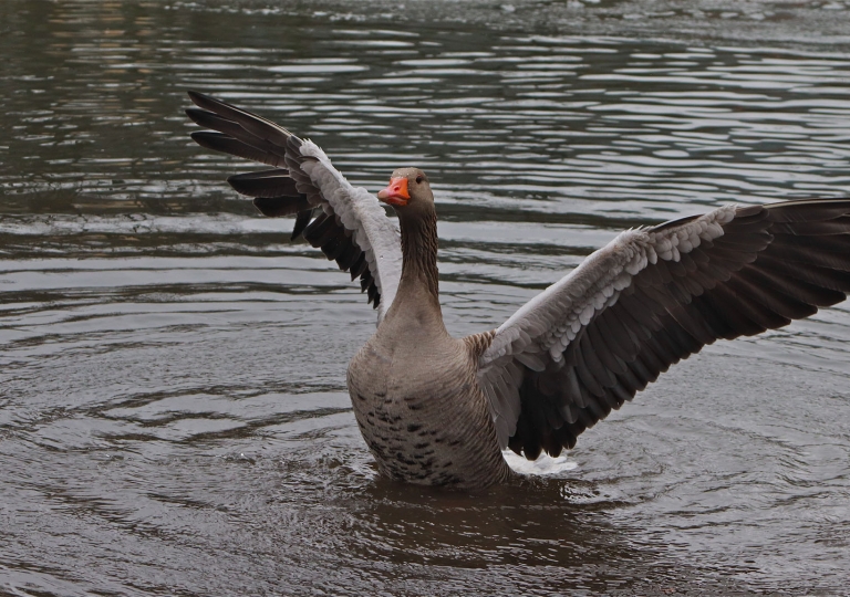 Wilde Gänse