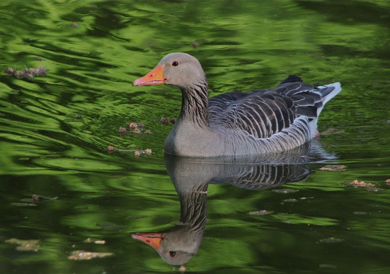 Wilde Gänse