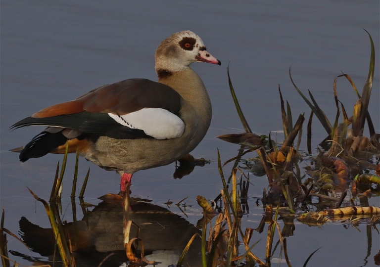 Rhoen-Nilgans 4290_1