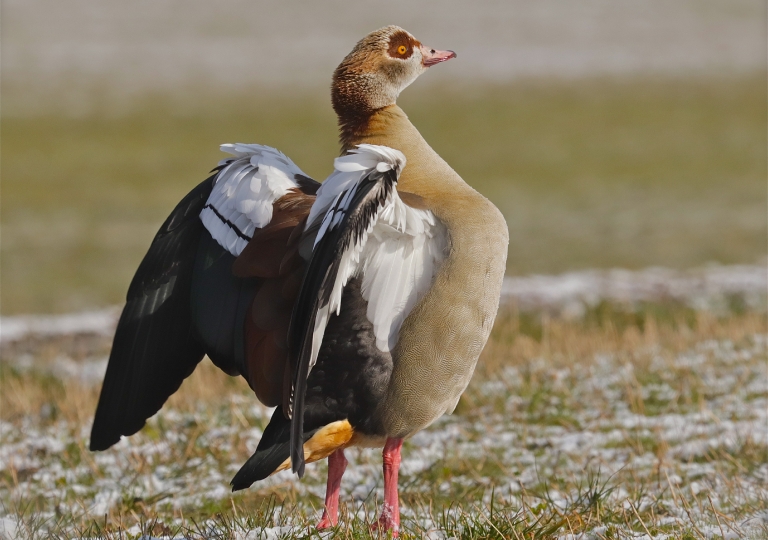 Rhoen-Nilgans 9772_1