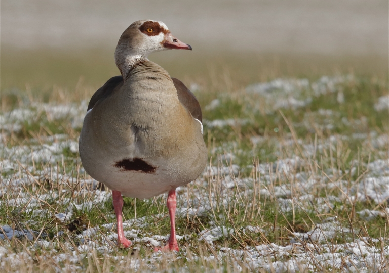 Rhoen-Nilgans 9891_1