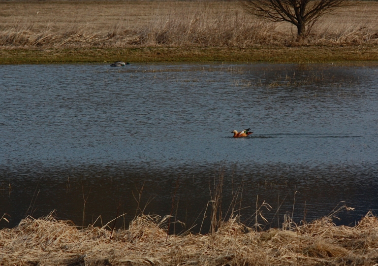 rhoen-rostgans_6511_20190106_1388265759