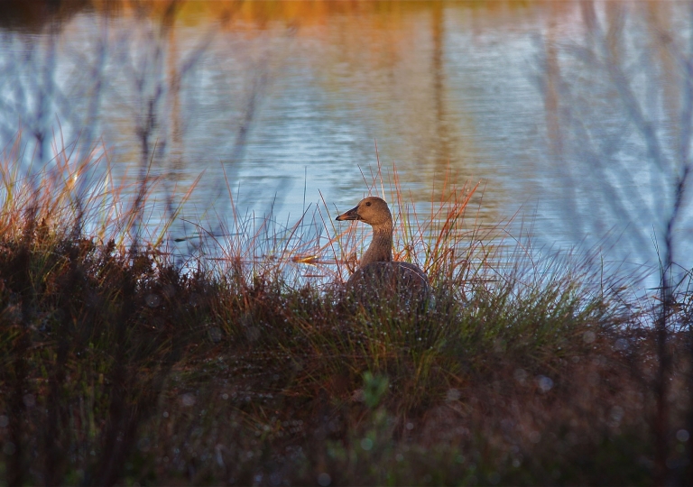 rhoen-tundrasaatgans_4618_20190106_1689604145