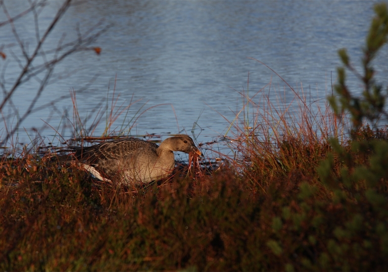 rhoen-tundrasaatgans_4632_20190106_1604690383
