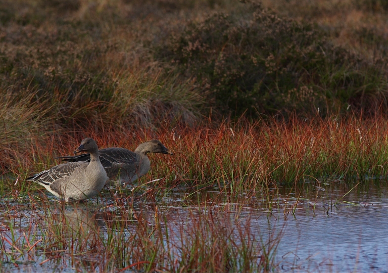 rhoen-tundrasaatgans_5267_20190106_1408130534