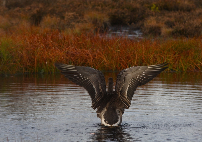 rhoen-tundrasaatgans_5307_20190106_1301836992