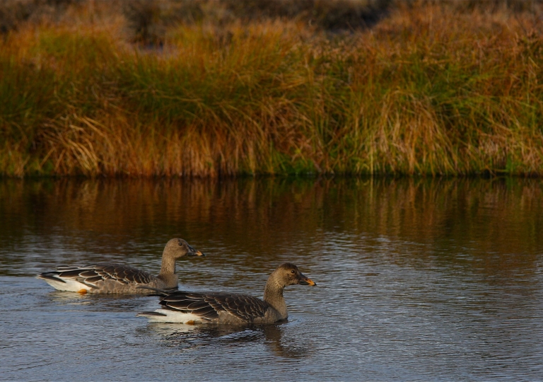 rhoen-tundrasaatgans_5378_20190106_1394662972