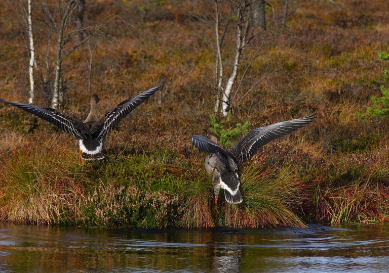 rhoen-tundrasaatgans_5491_20190106_1760898803