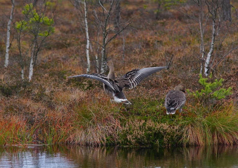 rhoen-tundrasaatgans_5551_20190106_1102735296