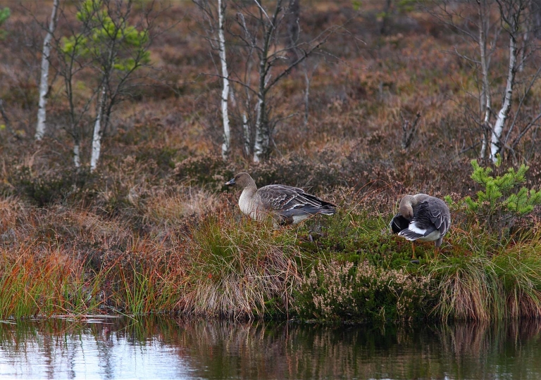 rhoen-tundrasaatgans_5559_20190106_1752599764