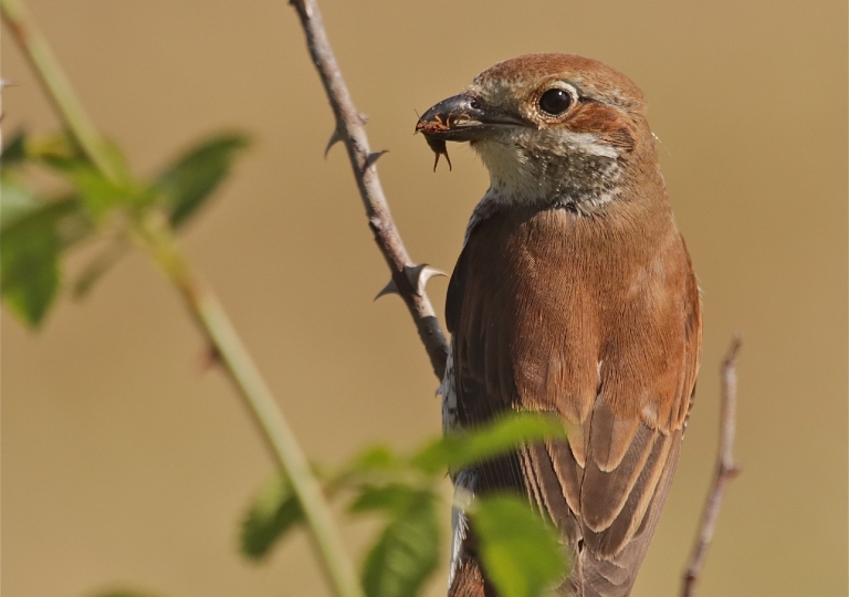 Rhoen-Neuntöter-Weibchen 5844_1