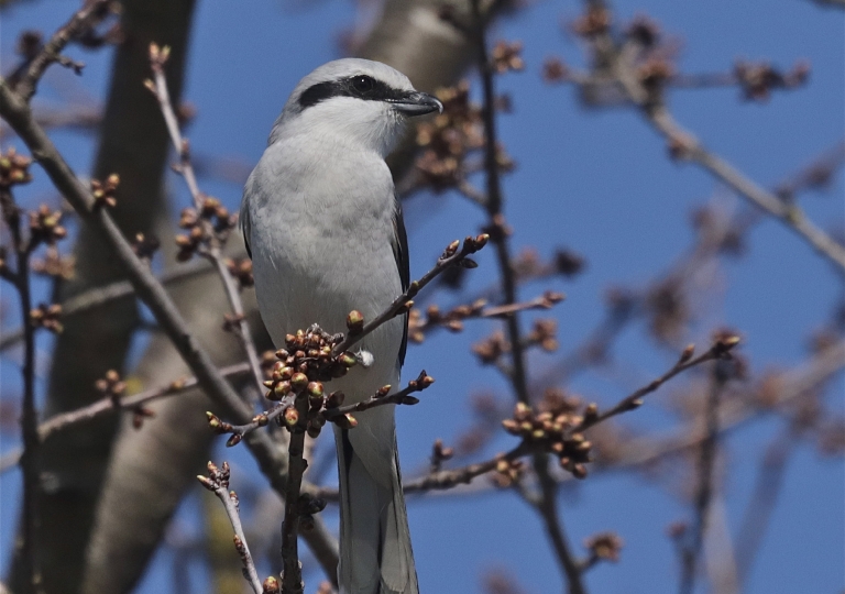 Rhoen-Raubwürger 5362_1