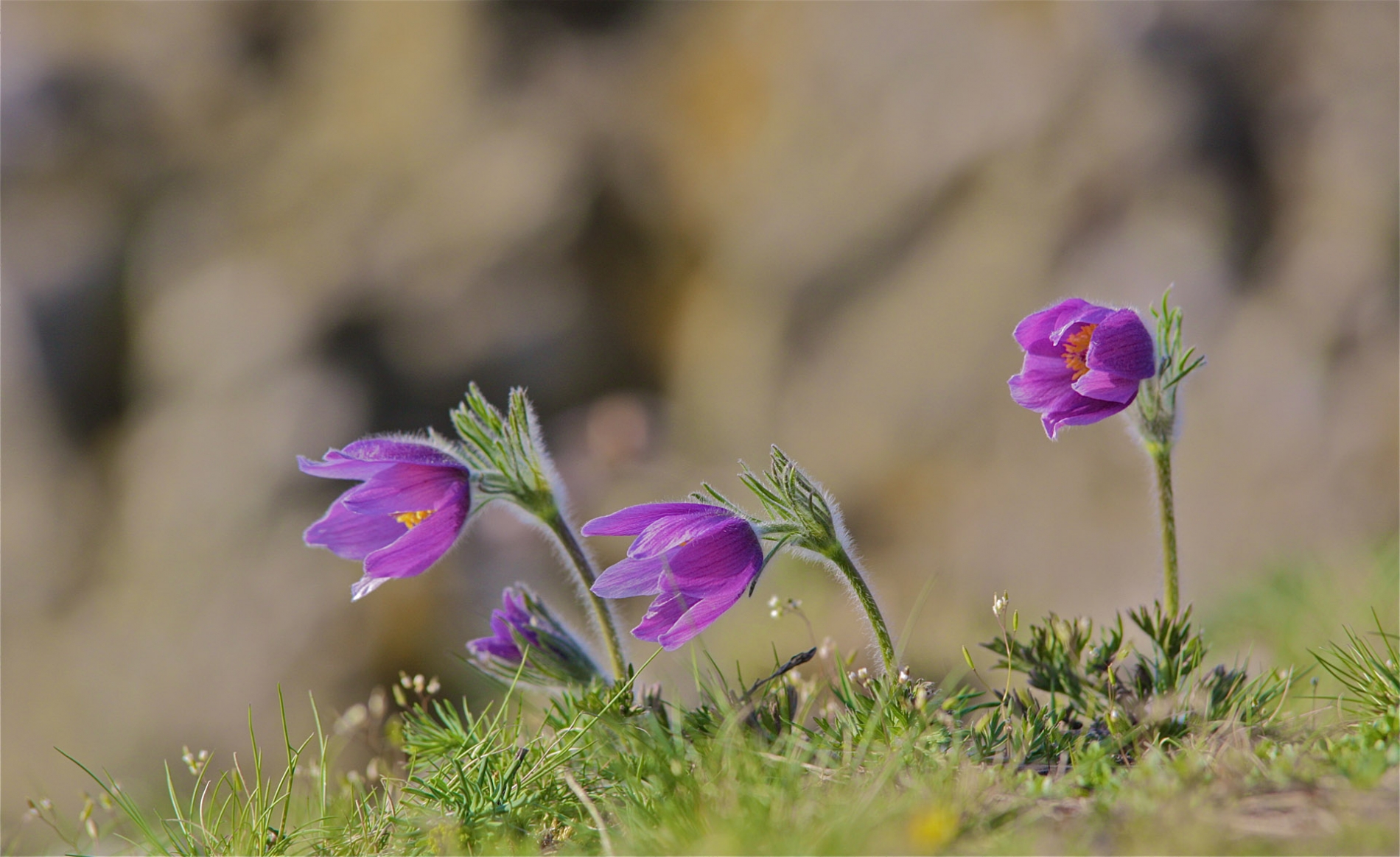 rhoen-kuchenschelle_7199_20181229_1330508322